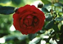 Red Rose