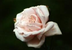 Pink Rose