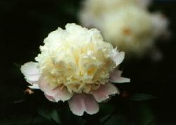 Click to enlarge image - Flower 8 -