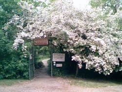 Click to enlarge image  - Quigley's Castle Entrance - The aged beauty bush guards the Gate to the gardens.